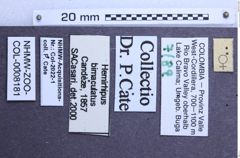 Etiketten zu Hemirhipus bimaculatus (NHMW-ZOO-COL-0008181)